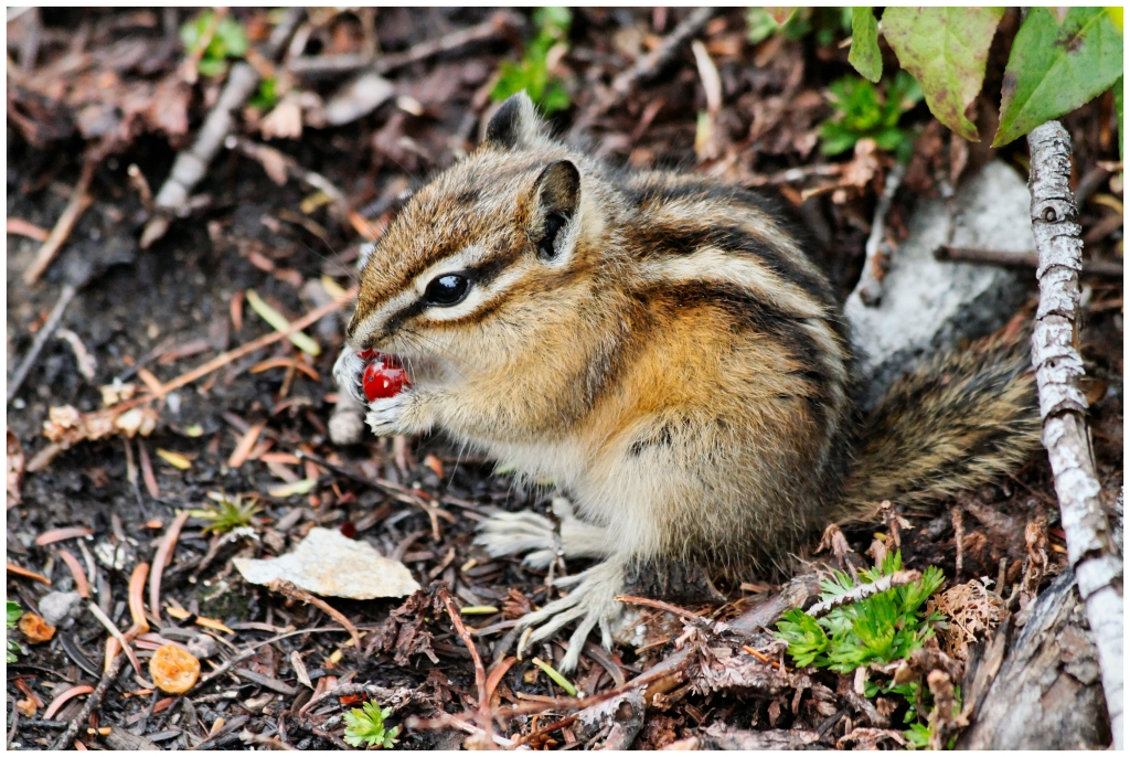 10 - Mont Revelstoke NP (5).jpg